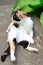 calico cat on ground with green leaves