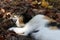 Calico cat laying down in the leaves