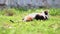 Calico cat laying in grass outdoors