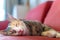 Calico cat lays down with sleep face on red couch