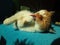 Calico cat licking paw