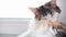 Calico Cat Licks the Wool. Tricolor Cat Washing on the Windowsill. Close-Up, Sunlight Passes Through the Window