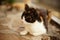 Calico cat lies on a stone floor in a summer yard