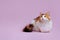 Calico cat lies on a uniform pink background in the studio