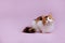 Calico cat lies on a uniform pink background in the studio
