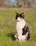 Calico cat in light green spring grass