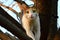 A Calico Cat Looks at the Camera from a Tree