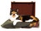 Calico cat lying inside brown suitcase on white