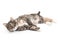 Calico Cat Lying on Side Looking Forward