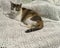 A calico cat lying on a white crochet blanket