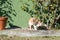 Calico cat near rose bush in the garden looks at camera