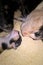 Calico cat with newborn kitten