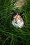 calico cat outdoors in high green grass
