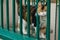 Calico Cat Peeking Through a Bright Green Fence