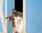 Calico cat peeking out of a blue barn