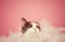 Calico Cat Playing with Feathers on Pink Background