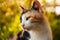 Calico cat portrait