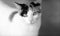 Calico Cat Portrait Closeup Black And White