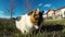 Calico Cat Relaxing on Green Grass