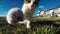 Calico Cat Relaxing on Green Grass Playing with Camera