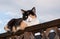 Calico cat resting on top of wooden railing