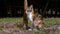 Calico cat scratches a tree trunk in the garden