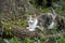 Calico Cat Sharpening Her Claws on Oak Tree