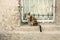 Calico cat sitting on sill of gridded window.