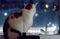 Calico cat sitting on window sill looking outside at snow