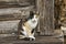 Calico Cat Sitting on Wooden Porch