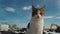 Calico Cat Slo Motion Against Blue Sky Background