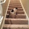 Calico cat on the stairs