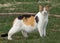 Calico Cat Standing in Bright Green Grass Lawn