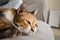 Calico cat or Tortoiseshell cat sitting on the sofa.