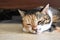 Calico cat or Tortoiseshell cat sleeping on the floor.