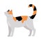 Calico Cat Vector Flat Design Illustration