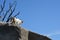 Calico cat walking on the edge of a rock