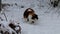 Calico cat walking in white snow in dutch garden