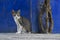 Calico cat watching people passing by