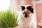 Calico cat with wheat grass on pink background