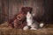 Calico Cute Kitten With Teddy Bears Looking at Viewer