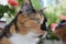 Calico domestic  femal cat