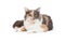 Calico Domestic Longhair Cat Laying