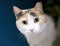 A Calico domestic shorthair cat with its left ear tipped