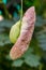 Calico flower Aristolochia littoralis, budding flower