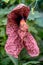 Calico flower Aristolochia littoralis, huge flower