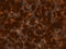 Calico fur texture background