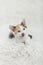 Calico Kitten looking to the side laying on White Shag Rug