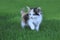 Calico Kitten Outdoor in the Green Grass