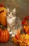 Calico Kitten and Pumpkins